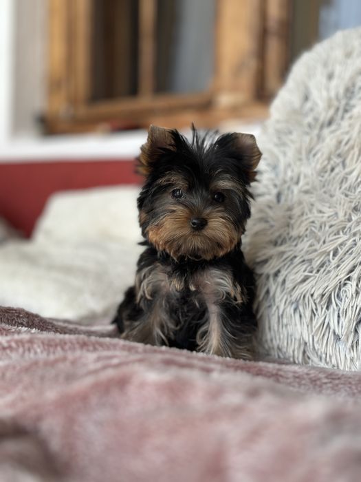 Femela Yorkshire Terrier Deosebita 3 luni