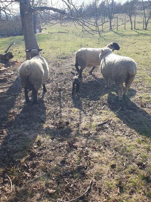 Vând oi suffolk cu miei