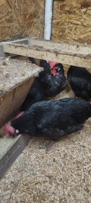 Vând găini italiene negre