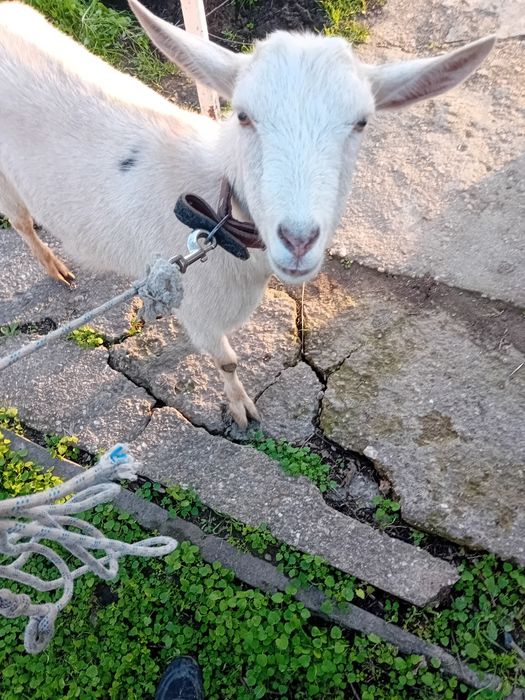 Българска млечна коза