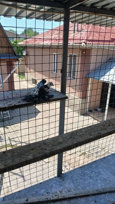 Голуби голуби голуби