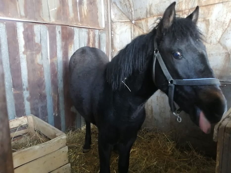 Срочно продам  жеребёнка кабыла