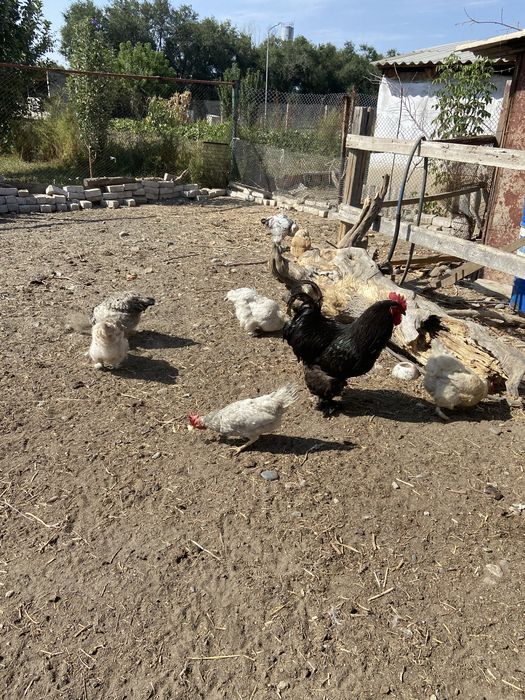 Продам домашьних кур .