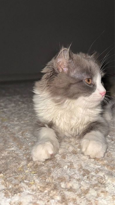 Mushuk british shorthair