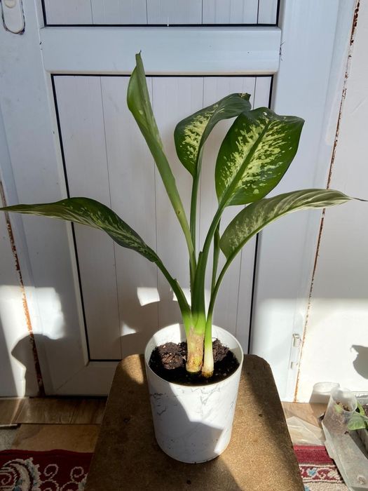 Продаётся домашние цветы