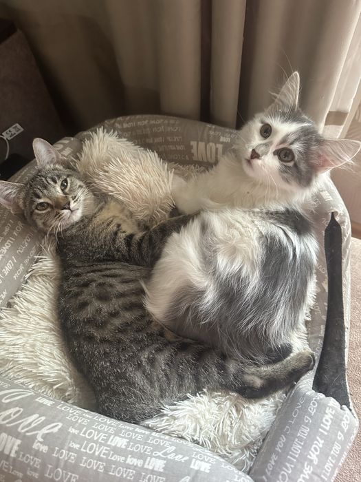 Котятки ищут дом