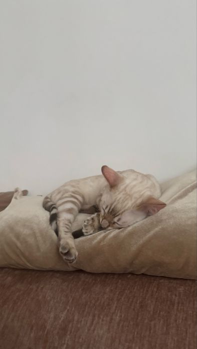 Бенгальская кошка