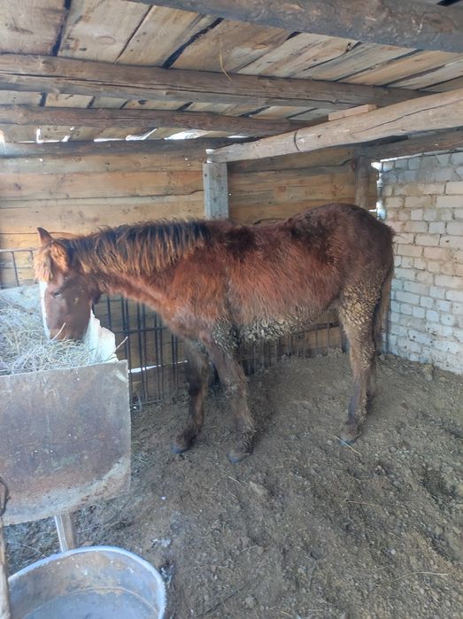 Семіз байтал сатамын