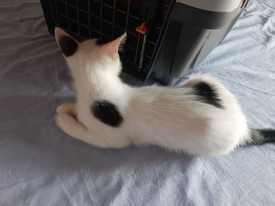 Котета търсят своя дом