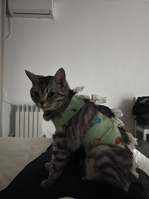 Отдам кошку в добрые руки