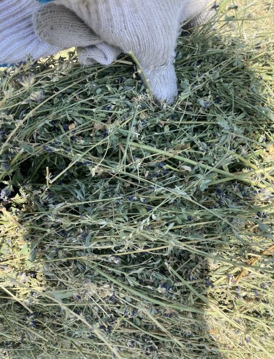 продам сено клевер