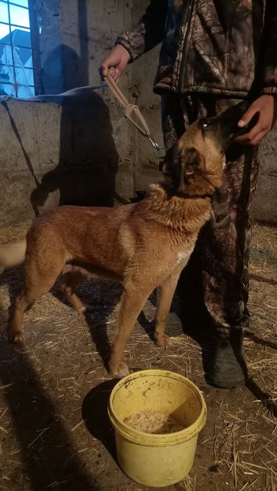 Продам шенков Бельгиской овчарки