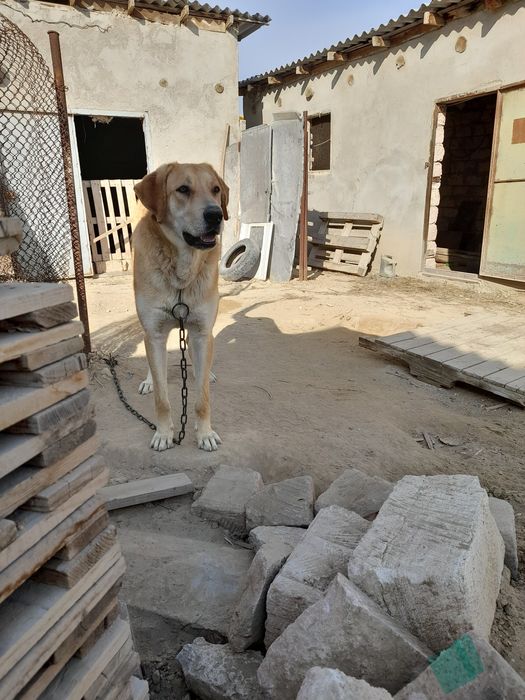 Родезийский   риджбек.