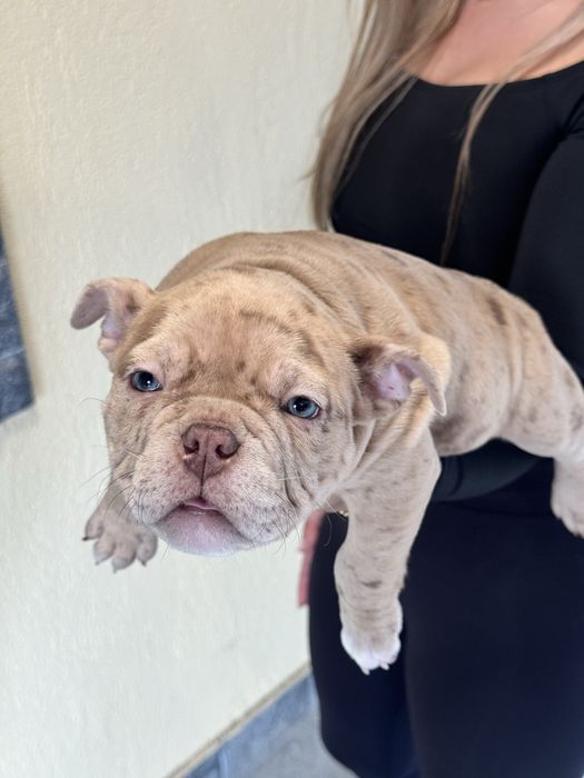 American Bully Pocket ABKC