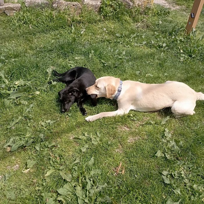 Подарявам женско кучеце