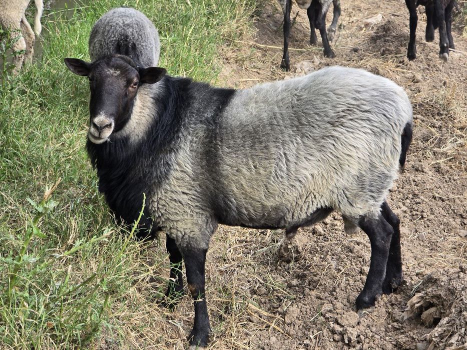 Ramanov egizakchi qoʻylari yiliga ikk marta bolalaydi 2-4 tagacha 100%