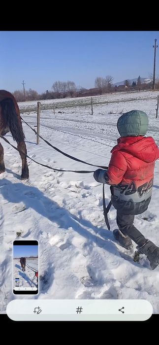 Disponibil manz de 8 luni armăsar