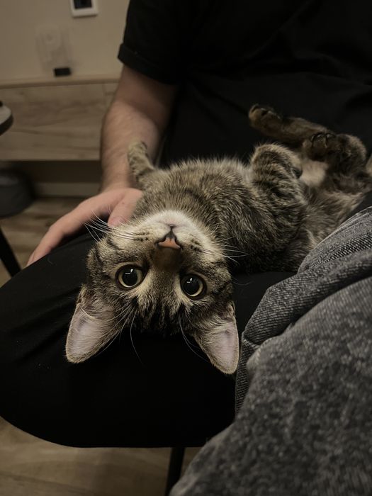 Отдаем котенка в добрые руки