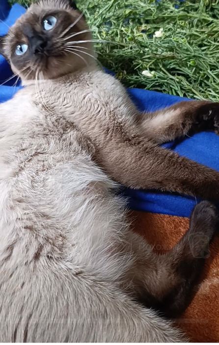 Кошка ищет семью