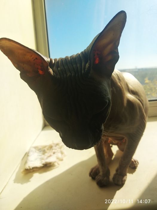 Продам 70.000 тенге