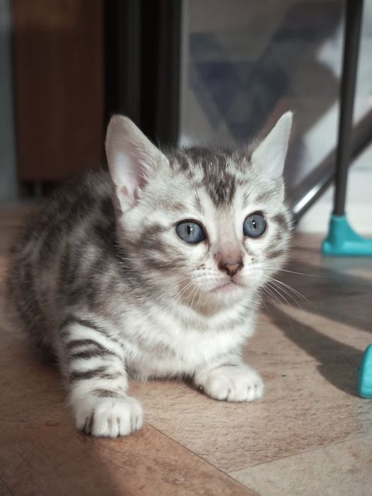 Бронь на  бенгальских котят