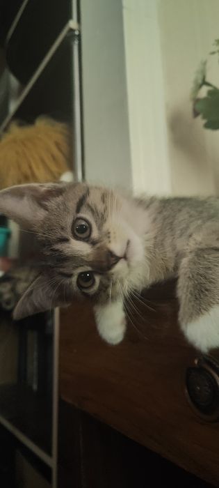 Котенок  девочка