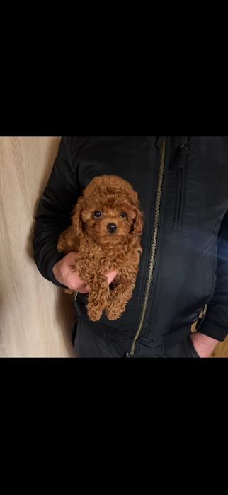 Toy poodle mini