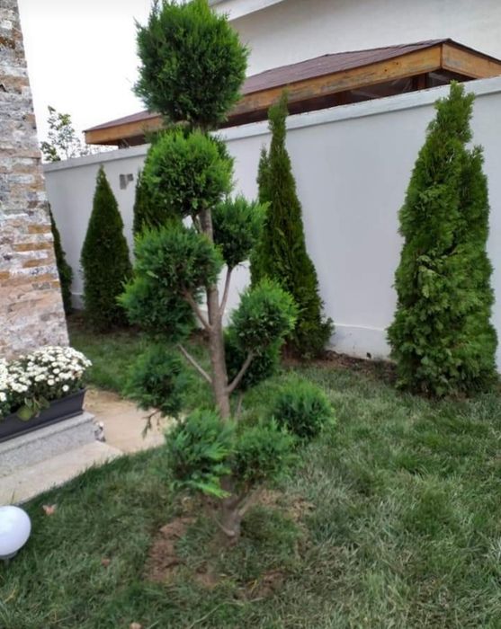Plante ornamentale / Gard viu garantat Leylandii, smarald, columnaris