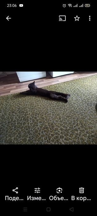 Продам кота породистый