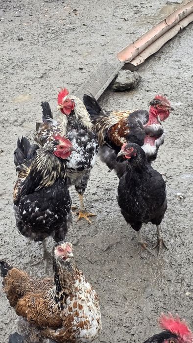 Vând  cocoși de casa