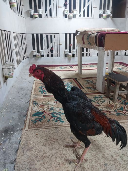 Продам дакана китаи шамо микс