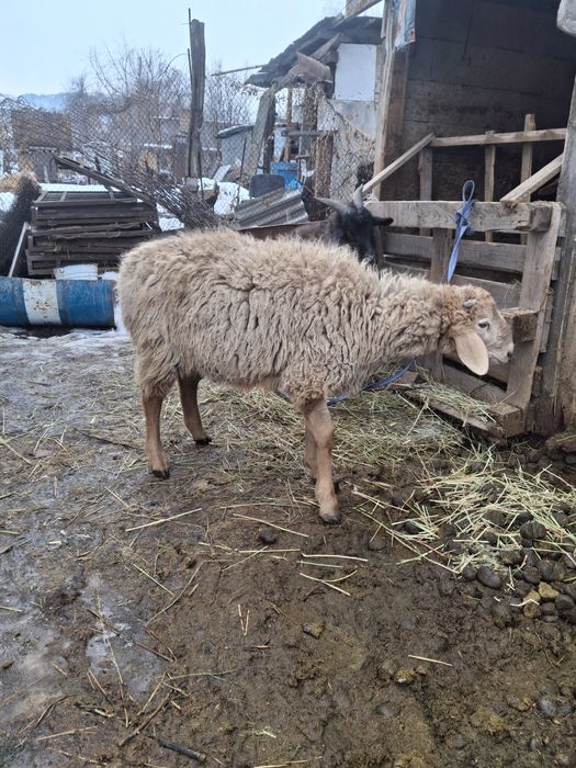 Продам тоштушек (кошкары )