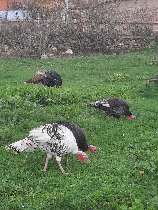 Пуйки се продават