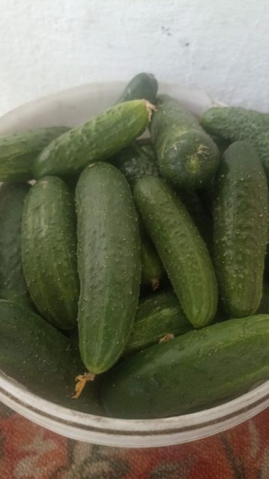 Продам дачный урожай
