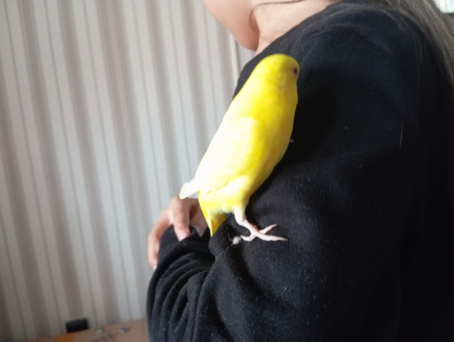 Продаётся попугай