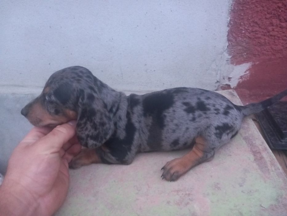 Căței Teckel **Dachshund