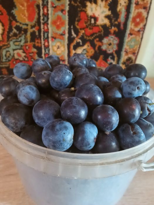 Продам саженцы сливы тёрн