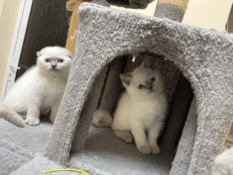 Шотландски късокосмести котенца.