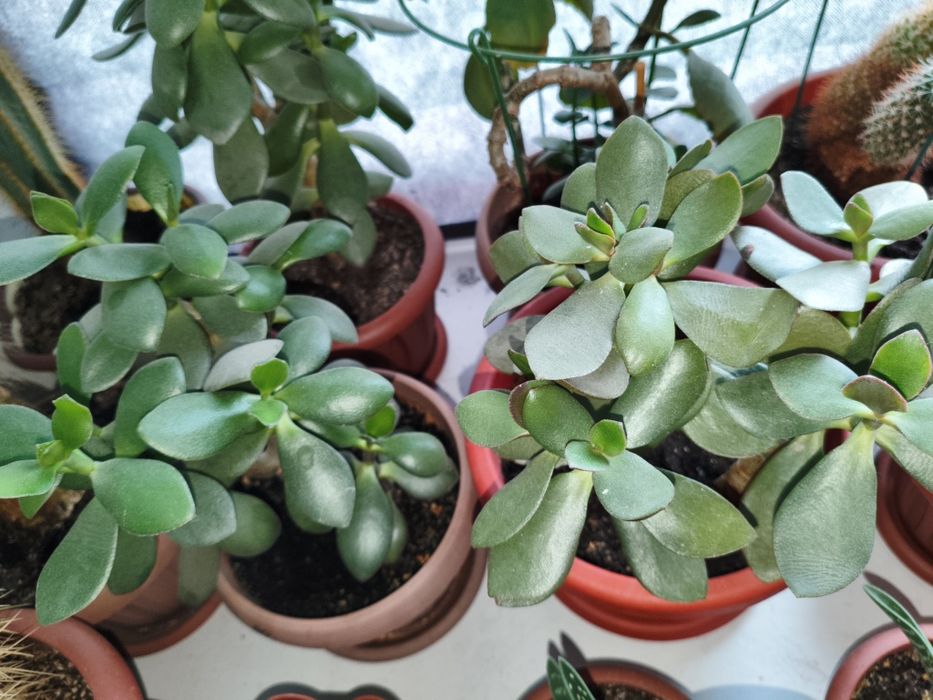 Продам цветы комнатные