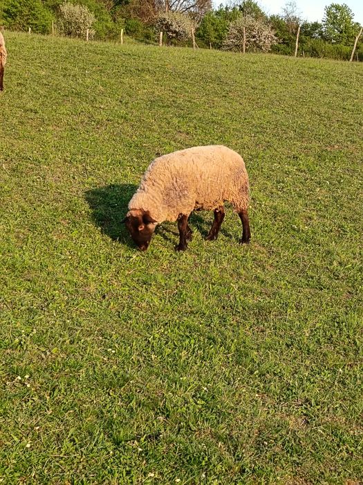 Oi suffolk cu miei și mielute