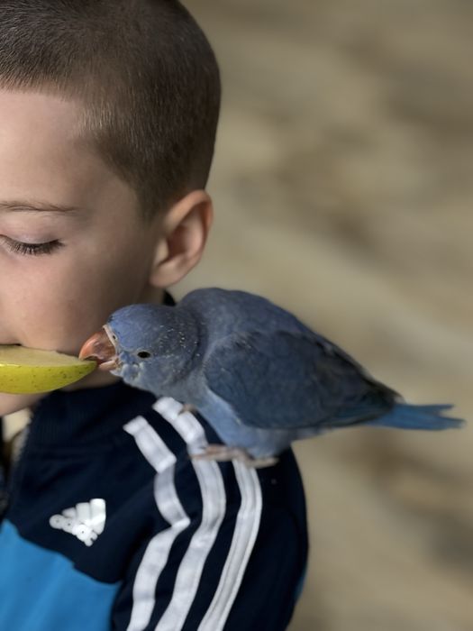 Papagali vorbitori puiuti blanzi micul alexandru alexander
