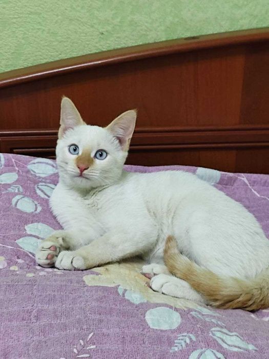 Котёнок ищет добрые руки.