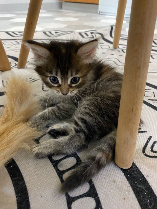 Отдам котенка девочка