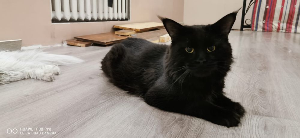 Мейн кун котята  мальчик и 2 девочки