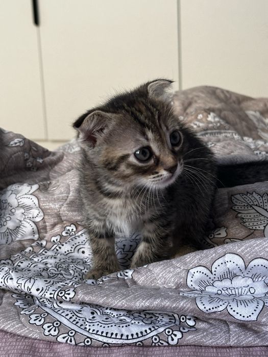 Отдам котят в добрые руки