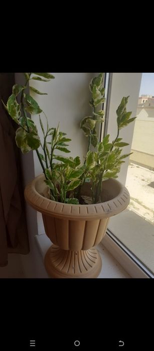 Алоэ растение в горшке