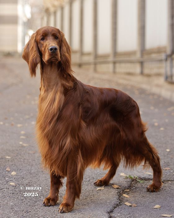 Кобель на вязку Ирландский сеттер