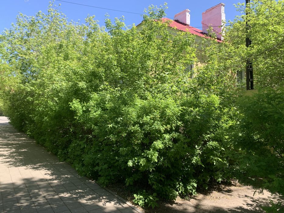 Спил подрезка деревьев
