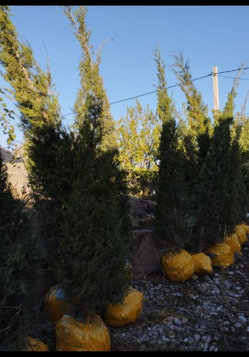 Ёлки. Можжевельник посадочный материал