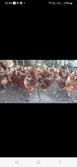 Găini ouătoare tinere